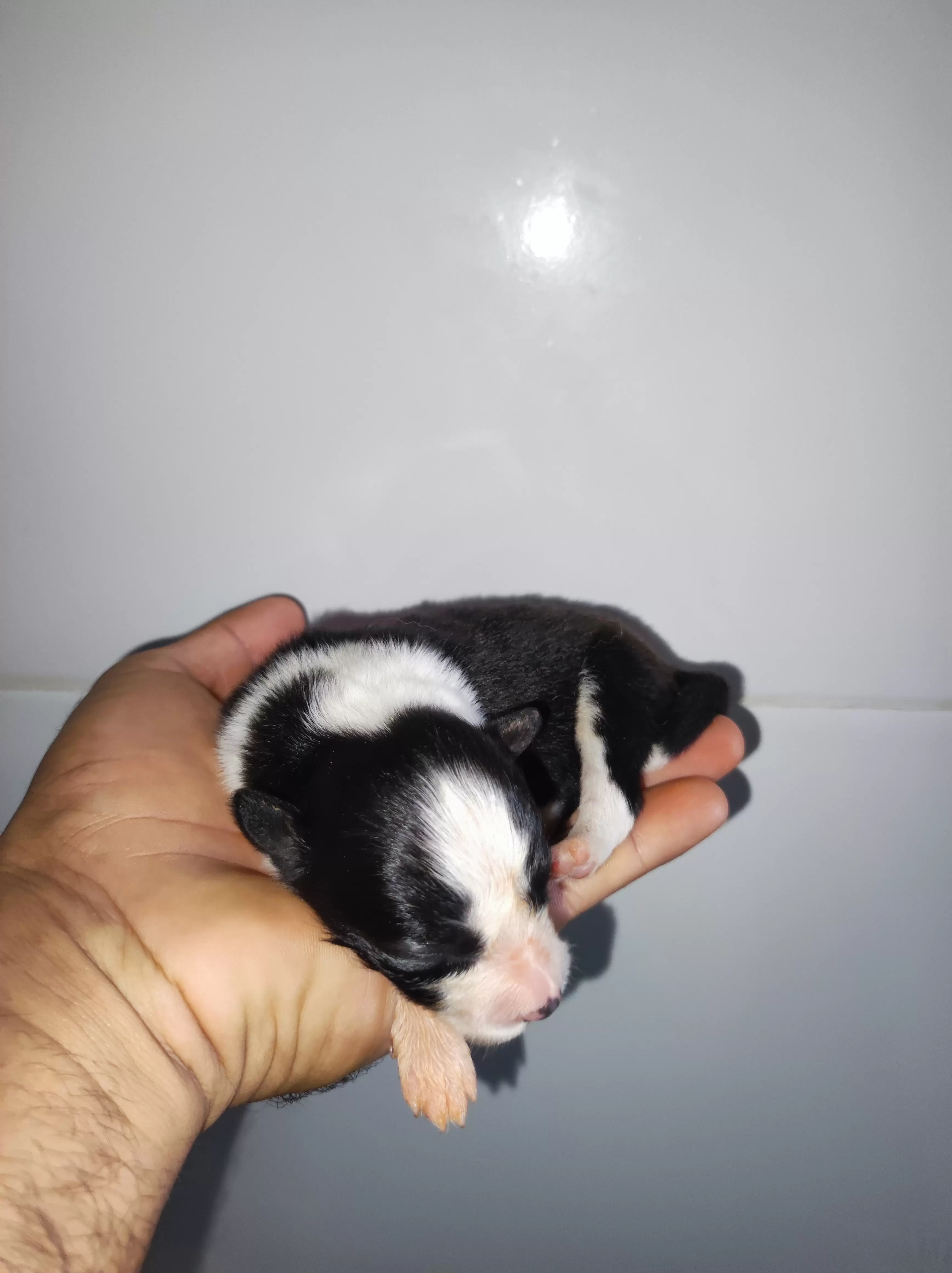 Fêmea Preto e Branco 2