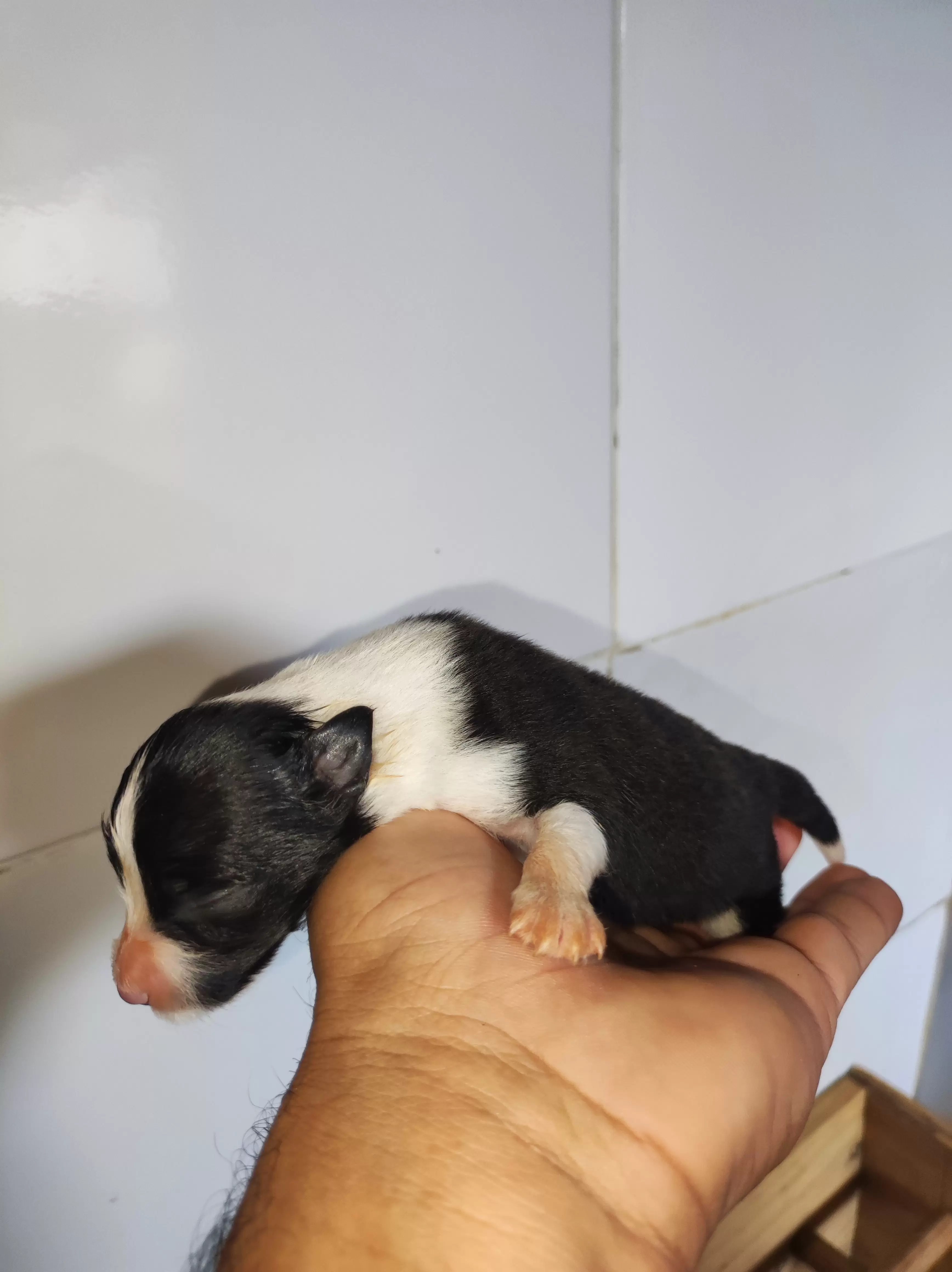 Fêmea Preto e Branco 2