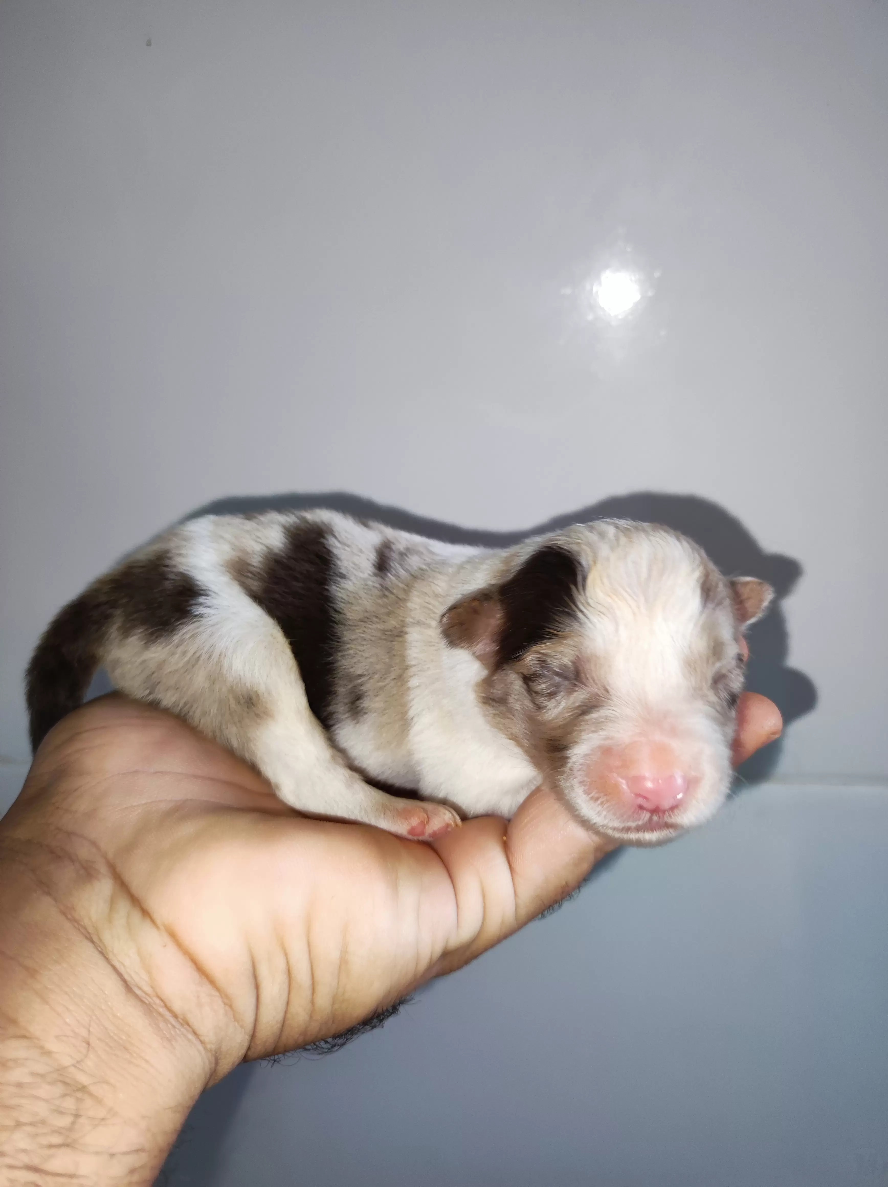 Macho Marrom Merle