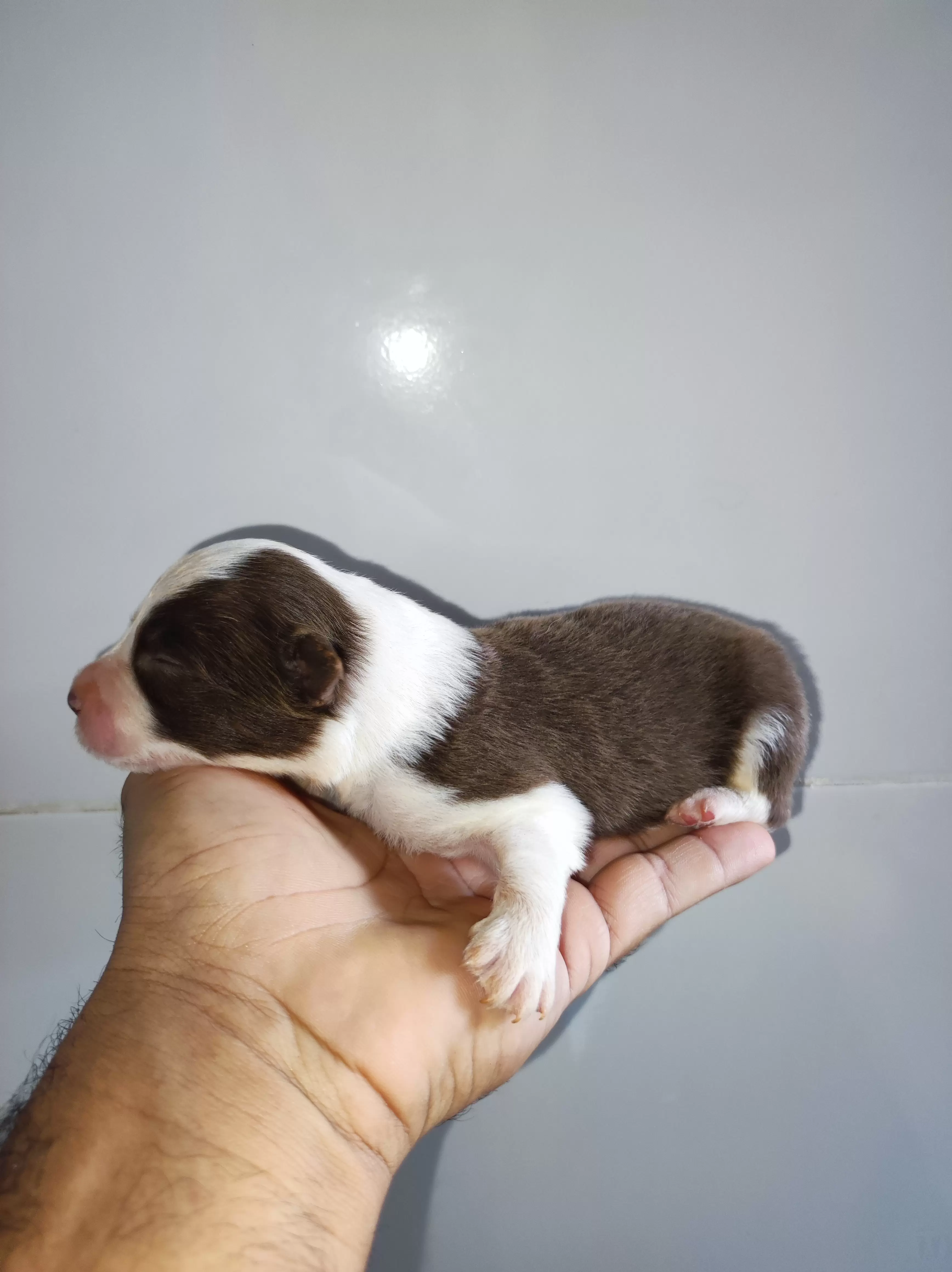 Macho Marrom e Branco