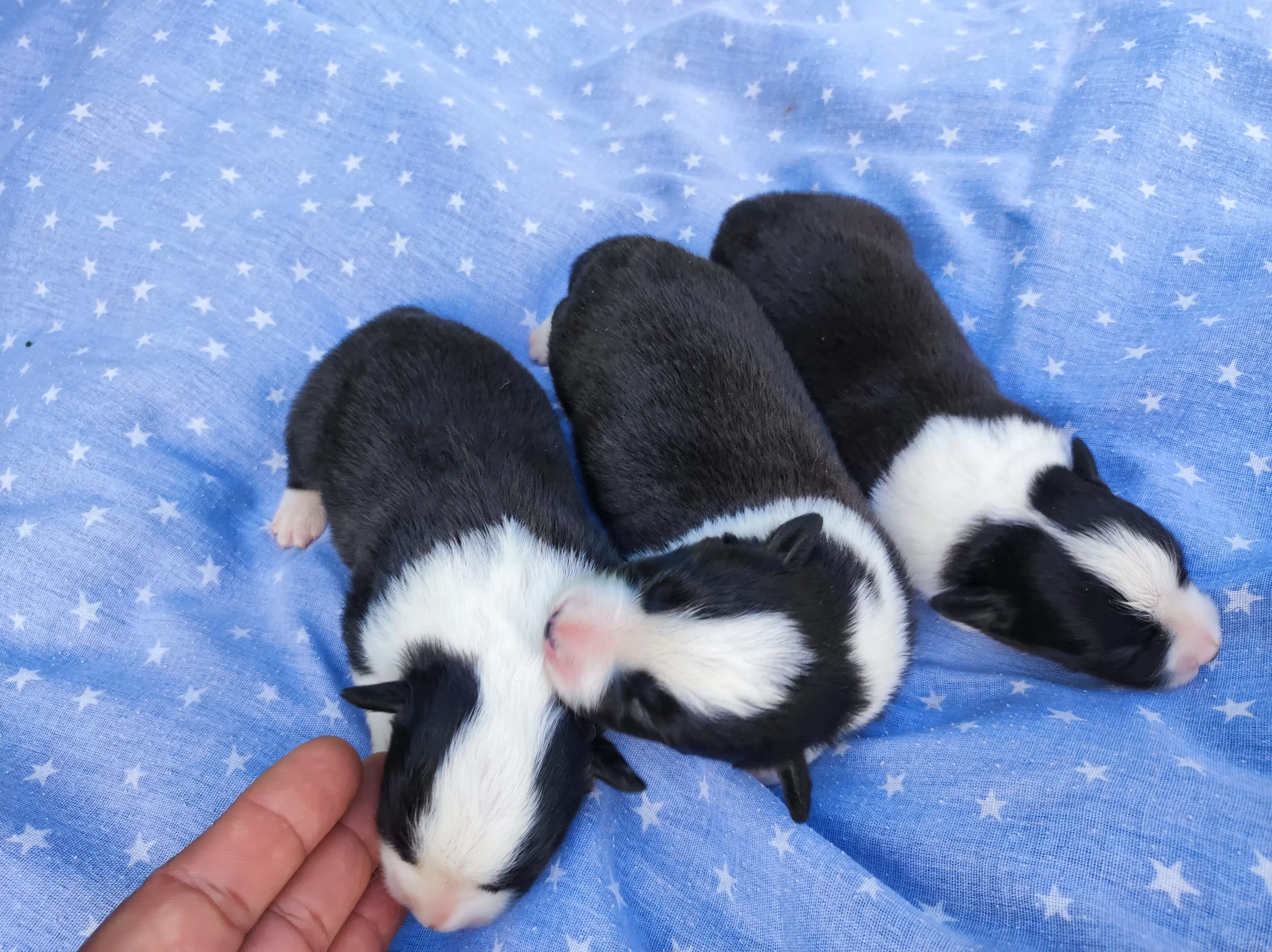 Fêmeas
Filhotes com 03 dias de vida