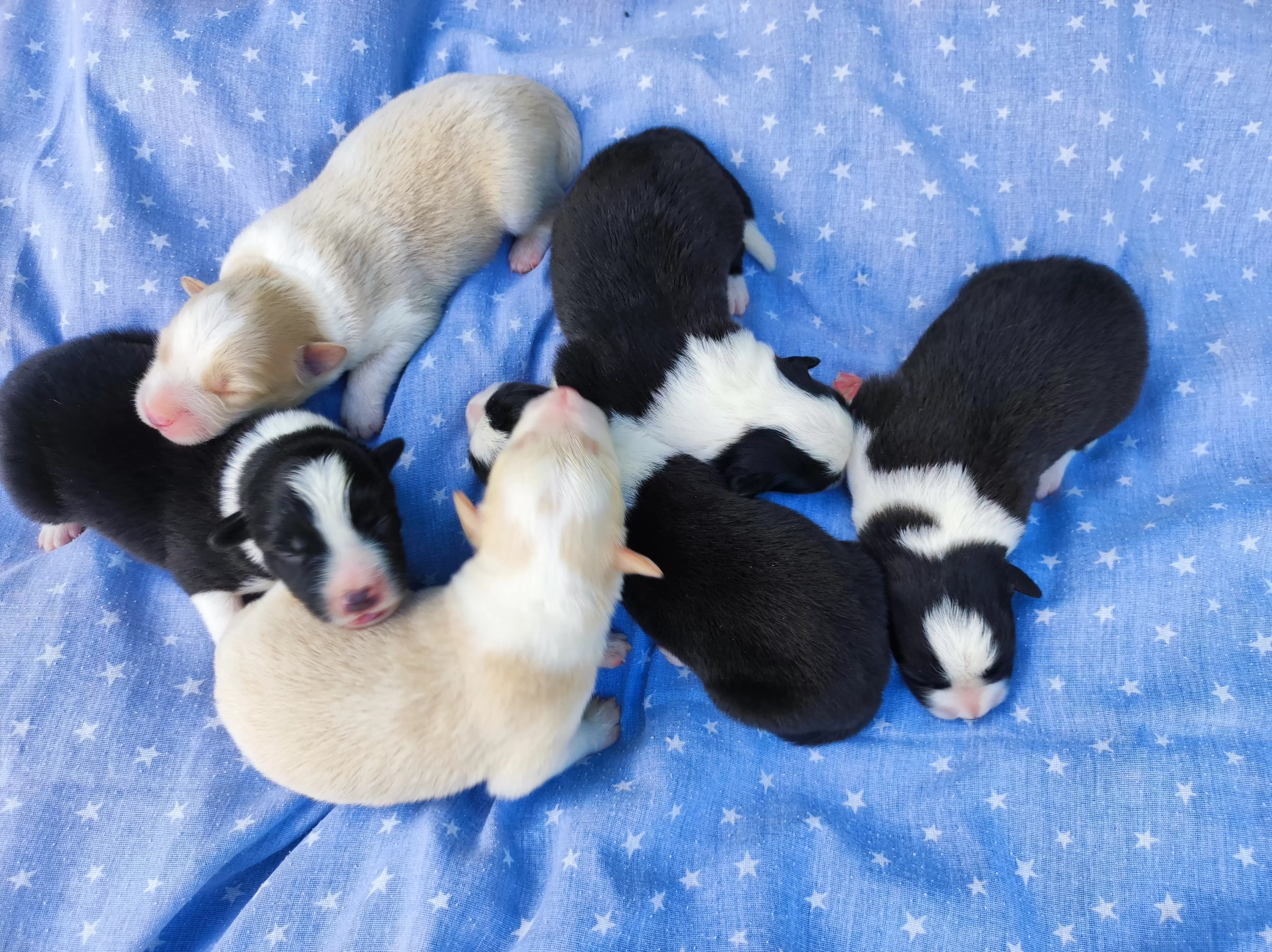 Toda ninhada
Filhotes com 03 dias de vida