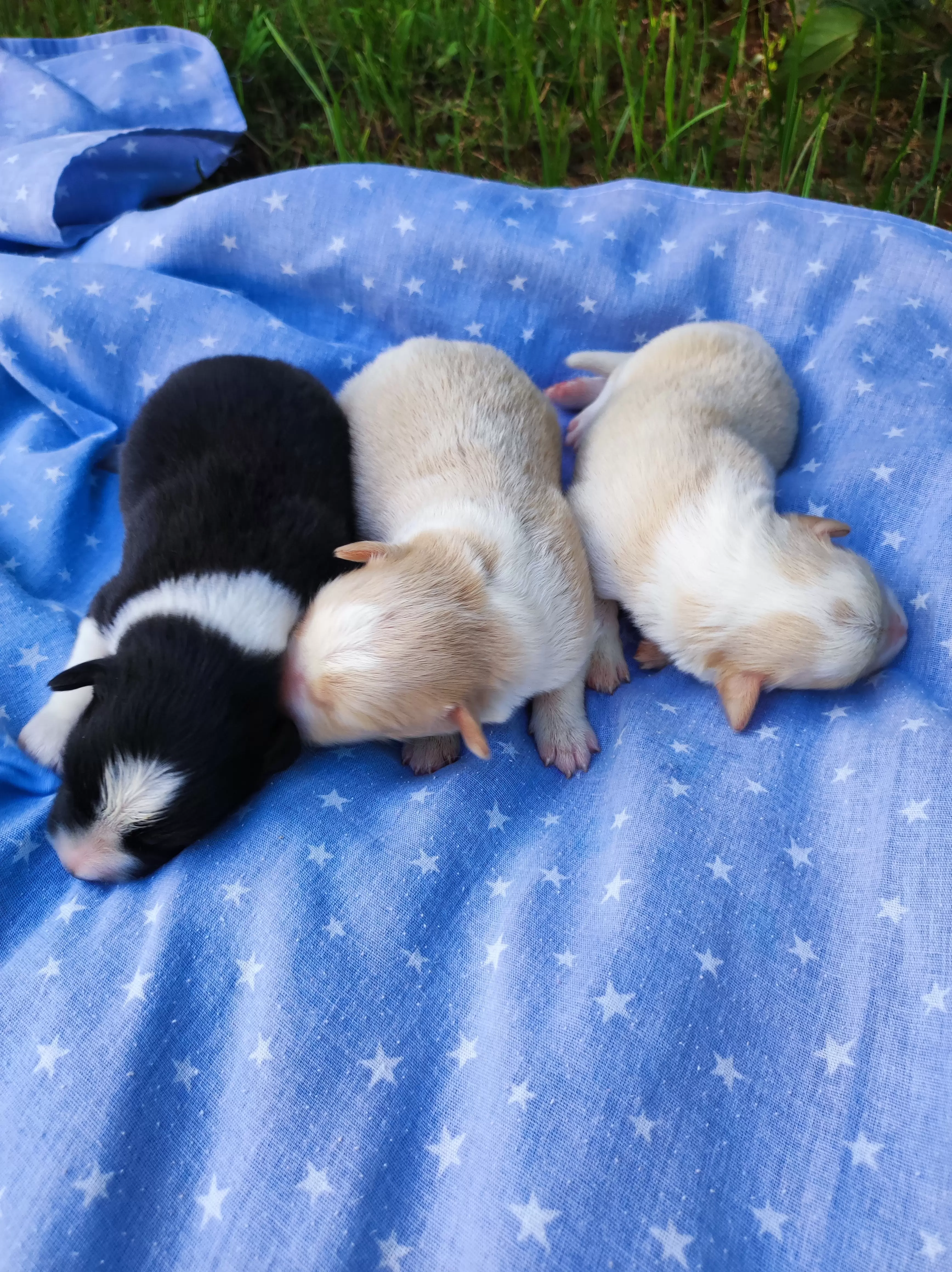 Machos
Filhotes com 03 dias de vida