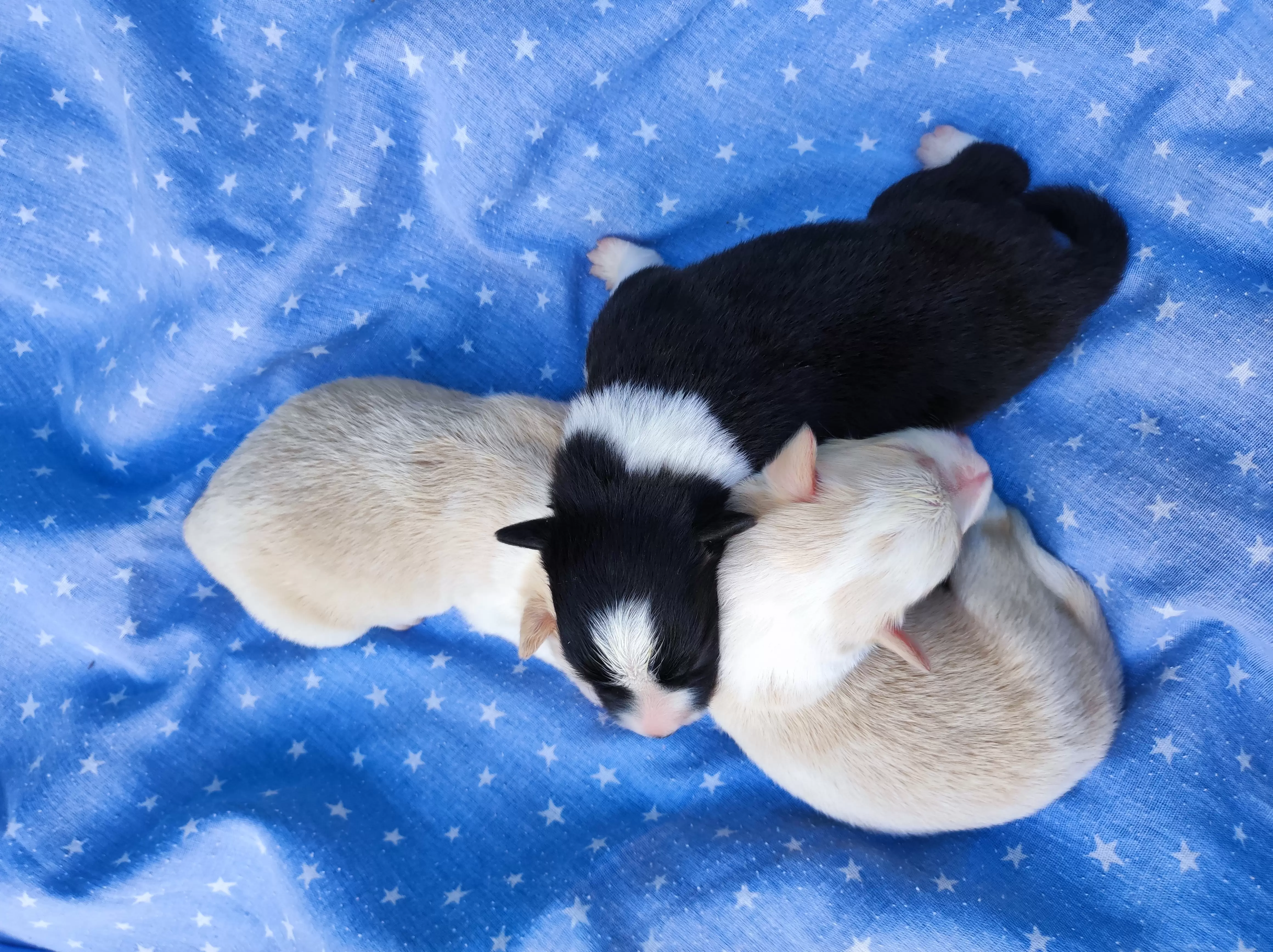 Machos
Filhotes com 03 dias de vida